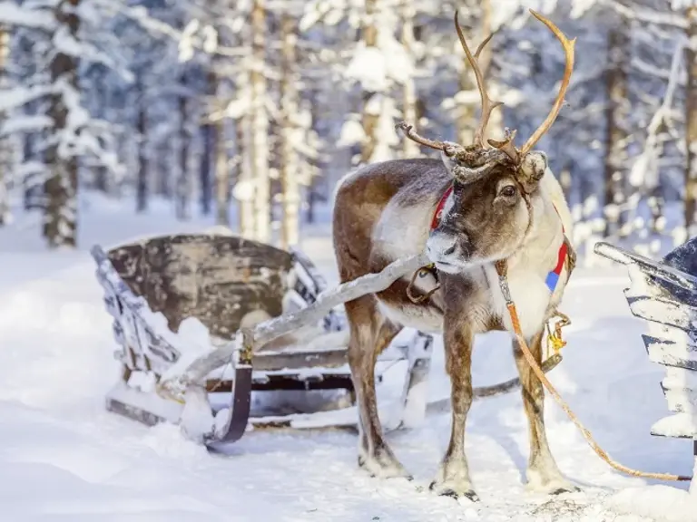 Rentier und Schlitten in Lappland Wolters Rundreisen